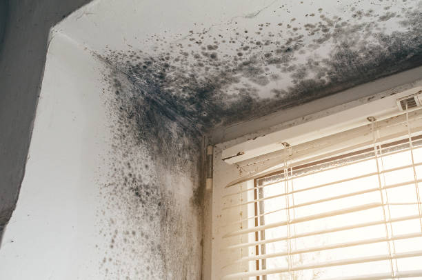 Affordable Mold Remediation solutions in Oak Ridge, NJ